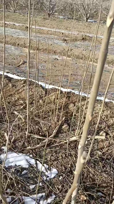 臭椿苗，一年苗，需要联系我，全国包邮到家。18534302961