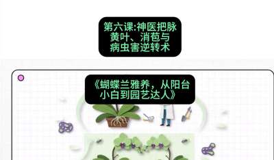第六节：神医把脉：黄叶、消苞与病虫害逆转术，课程：《蝴蝶兰雅养六讲：从阳台小白到园艺达人》#识农AI