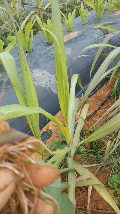 黑甘蔗种植下去，三个月。第一次追肥，