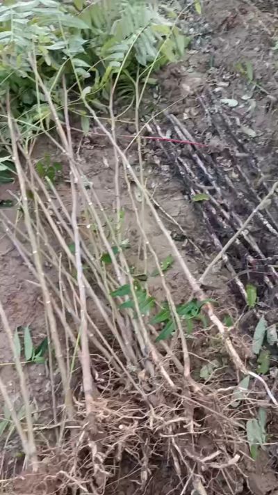 出售臭椿苗，巨峰葡萄苗。药用连翘苗，科研五号优质种苗，2/5年苗，药用连翘树，挂果树，全国包邮到家！财富密码18534302961