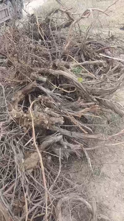 巨峰葡萄树，地径3/6公分，需要联系