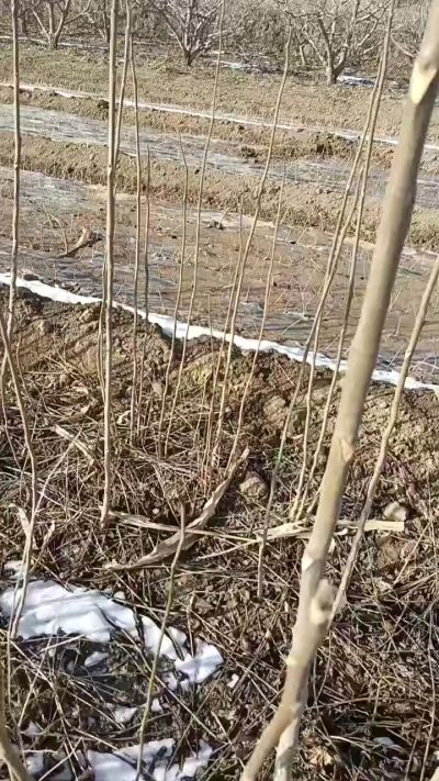 出售臭椿苗，巨峰葡萄苗。药用连翘苗，科研五号优质种苗，2/5年苗，药用连翘树，挂果树，全国包邮到家！财富密码18534302961