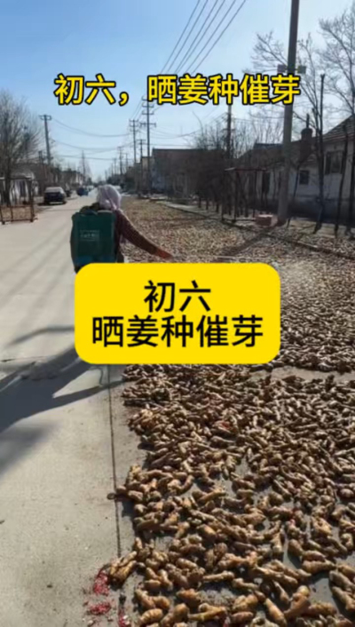 大年初六，晒姜种催芽