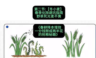 第二节：【冬小麦】春季化除避坑指南，野草死光麦不黄