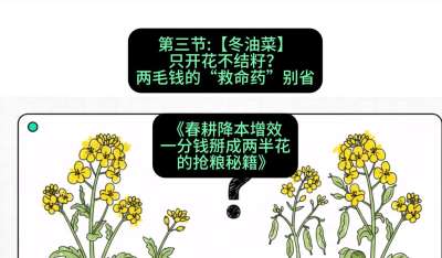 第三节：【冬油菜】只开花不结籽？两毛钱的&ldquo;救命药&rdquo;别省