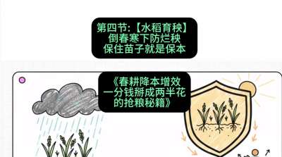 第四节：【水稻育秧】倒春寒下防烂秧，保住苗子就是保本