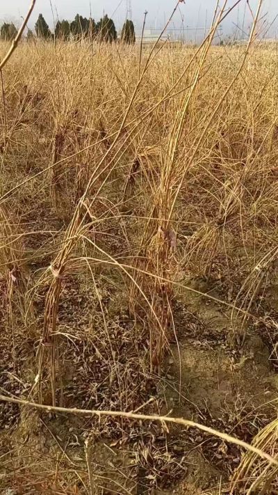 出售药用连翘苗，科研五号优质种苗，2/5年苗，药用连翘树，挂果树，全国包邮到家！财富密码18534302961出售药用连翘苗，科研五号优质种苗，2/5年苗，药用连翘树，挂果树，全国包邮到家！财富密码1