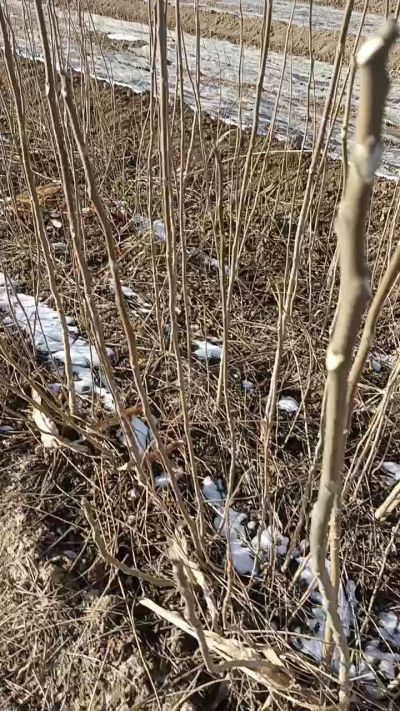 出售臭椿苗，巨峰葡萄苗。药用连翘苗，科研五号优质种苗，2/5年苗，药用连翘树，挂果树，全国包邮到家！财富密码18534302961