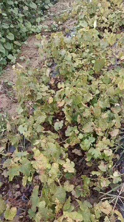 出售巨峰葡萄苗。药用连翘苗，科研五号优质种苗，2/5年苗，药用连翘树，挂果树，全国包邮到家！财富密码18534302961