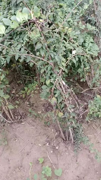 出售药用连翘苗，科研五号优质种苗，2/5年苗，药用连翘树，挂果树，全国包邮到家！财富密码18534302961