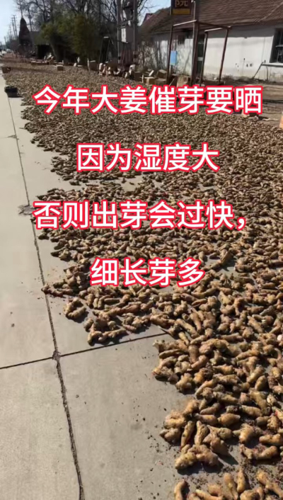 今年大姜催芽要晒种！
