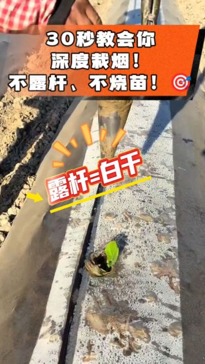 这个栽法太关键了！深栽是烤烟成活的根本，亲测有效！