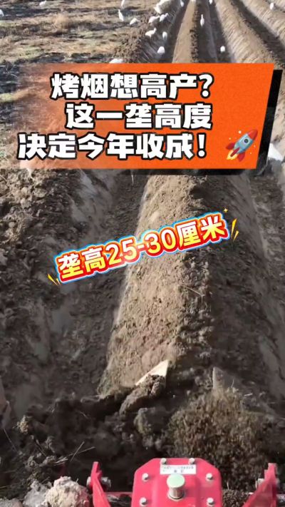 想让烤烟高产，就得从细节抓起。分享一点实打实的干货，只为帮大家少走弯路，种出好烟叶！🌱👍