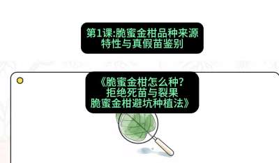 第1节：脆蜜金柑品种来源、特性与真假苗鉴别，课程：《脆蜜金柑怎么种？拒绝死苗与裂果，脆蜜金柑8步避坑种植法》#识农AI