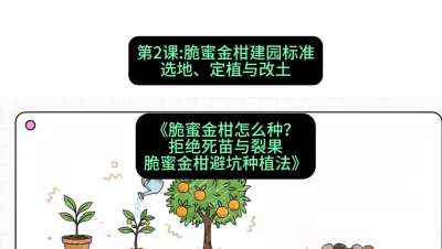 第2节：脆蜜金柑建园标准：选地、定植与改土，课程：《脆蜜金柑怎么种？拒绝死苗与裂果，脆蜜金柑8步避坑种植法》#识农AI