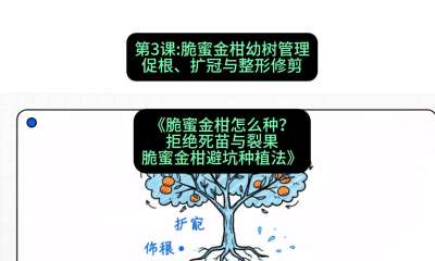 第3节：脆蜜金柑幼树管理：促根、扩冠与整形修剪，课程：《脆蜜金柑怎么种？拒绝死苗与裂果，脆蜜金柑8步避坑种植法》#识农AI