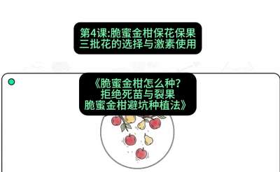 第4节：脆蜜金柑保花保果：三批花的选择与激素使用，课程：《脆蜜金柑怎么种？拒绝死苗与裂果，脆蜜金柑8步避坑种植法》#识农AI