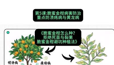 第5节：脆蜜金柑病害防治：重点防溃疡病与黄龙病，课程：《脆蜜金柑怎么种？拒绝死苗与裂果，脆蜜金柑8步避坑种植法》#识农AI