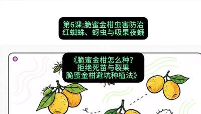 第6节：脆蜜金柑虫害防治：红蜘蛛、蚜虫与吸果夜蛾，课程：《脆蜜金柑怎么种？拒绝死苗与裂果，脆蜜金柑8步避坑种植法》#识农AI