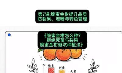 第7节：脆蜜金柑提升品质：防裂果、增糖与转色管理，课程：《脆蜜金柑怎么种？拒绝死苗与裂果，脆蜜金柑8步避坑种植法》#识农AI