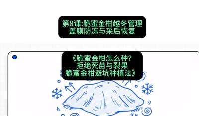 第8节：脆蜜金柑越冬管理：盖膜防冻与采后恢复，课程：《脆蜜金柑怎么种？拒绝死苗与裂果，脆蜜金柑8步避坑种植法》#识农AI
