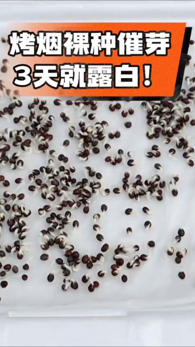 烤烟裸种催芽小技巧，清水浸泡、保温保湿，3天就能露白，出苗快又齐！烟农朋友收藏备用～