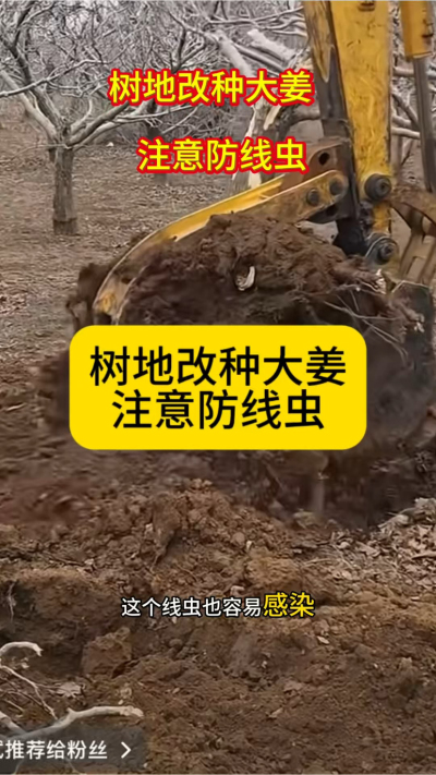 树地改种大姜，注意防线虫！