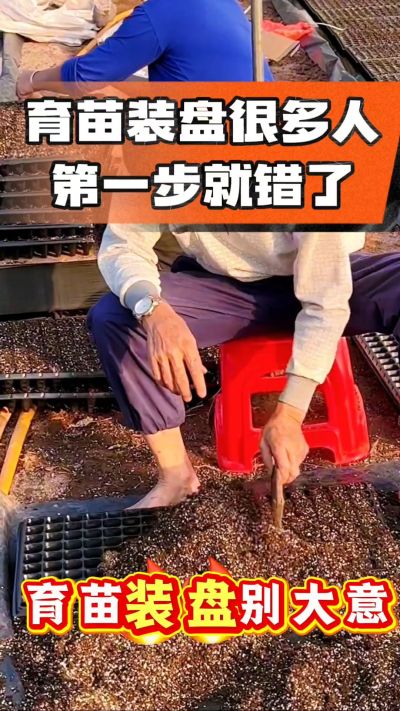 烤烟育苗基质装盘，一步做对，出苗整齐又壮苗！装盘技巧记牢，少走弯路，育苗更省心