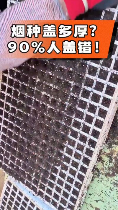 烟种盖多厚？90%烟农都盖错！薄盖才出苗齐、不闷种，烤烟育苗关键一步，照着做就对了
