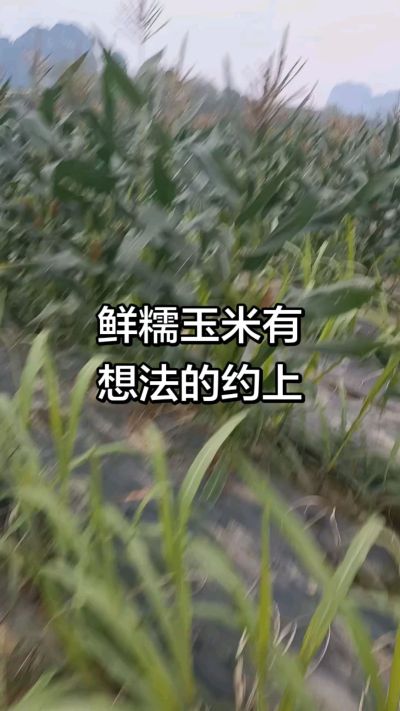 农户种植的白糯玉米大量上市，助农帮农在行动