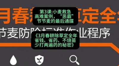 第3节：小麦救急高难案例，&ldquo;恶霸&rdquo;节节麦的最后通牒，课程：《3月春耕除草定全年：省钱、省药、不烧苗、少打两遍药的秘密》