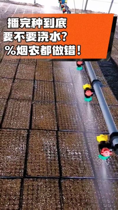 烤烟播完种一定要浇透底水，喷雾慢浇、别大水冲，盘底漏水才算到位，出苗又齐又壮！#烤烟育苗 #烤烟种植 #烟农干货 #育苗技术