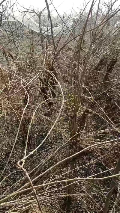 出售药用连翘苗，科研五号优质种苗，2/5年苗，药用连翘树，挂果树，全国包邮到家！财富密码18534302961