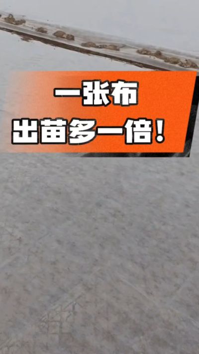 烤烟育苗盖无纺布，保温保湿出苗齐，不烂种、出苗快，烟农必备小技巧！