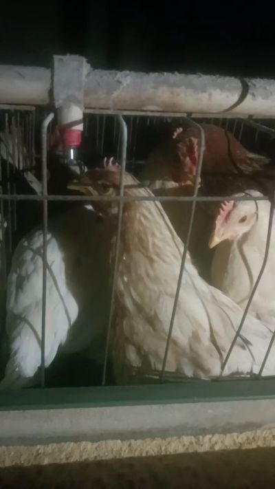 这鸡群在怪叫，怪叫的原因是痰化黏着，形成的比呼噜更重的一种呼吸道。其病因为肺中有热，热灼而痰黏，从而引起的怪叫。