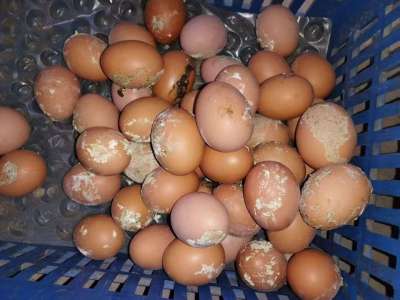 蛋禽出现肠炎拉稀，粪蛋偏多的原因