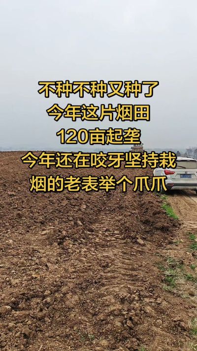 不种不种又种啦，还在咬牙坚持栽烟的老表集合啦！