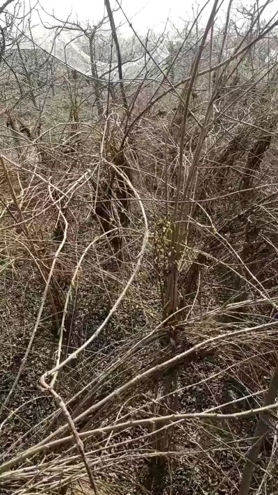 药用连翘苗，科研种苗定制树。挂果树。需要联系18534302961