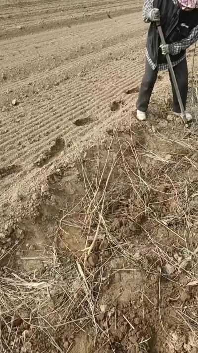 臭椿苗，一年籽播苗，地径0.5/1公分以上。需要联系18534302961