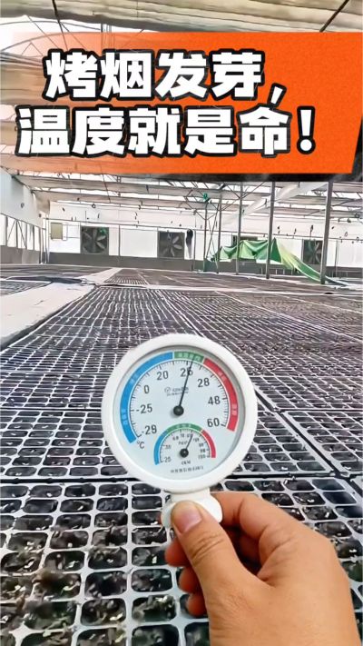老烟农都懂：发芽温度不对，后期再管都白费！