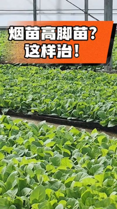 烤烟齐苗期管理关键：精准控温，防高脚苗，培育壮苗好上手！