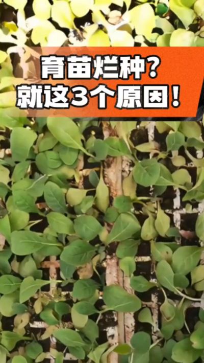 烤烟育苗烂种？3个原因讲清楚！消毒、控水、控温，做到就苗齐苗壮🔥
#烤烟育苗 #烤烟种植 #烂种防治 #烟农