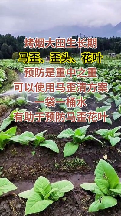 烤烟大田生长期，马歪歪头花叶预防是重中之重，可以使用马歪清方案，一袋一桶水，有助于预防马歪花叶。
烤烟管理早做一步，后期少操心！#烤烟种植#烤烟管理#烤烟大田管理#烤烟病害防治